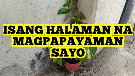 pinay nag pa iyot|Pinaka Maswerteng Boy Labo sa Balat ng Tinalupan (Nadale Ang .